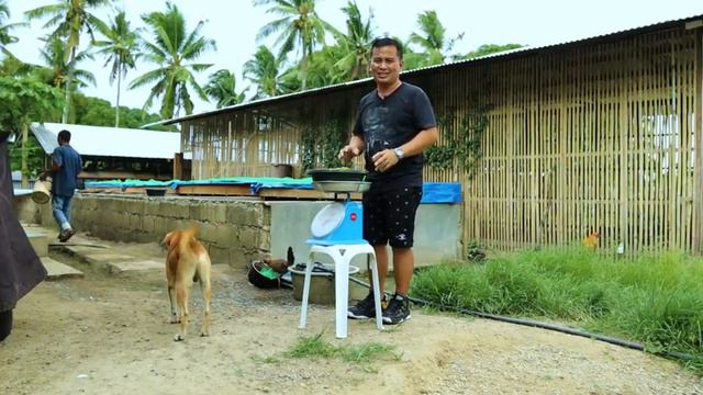 Amazing Method in raising Free-range Animals - Harvesting Fish, What happened to my pet Ostrich?