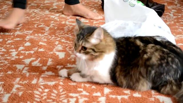 =)) кот Умат просто, любит пакет ) .MOV