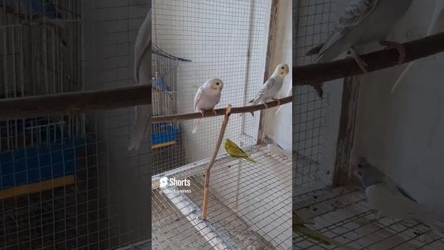 Птенцы волнистых попугаев  #birds#budgies#reels#shortsvideo#shorts#волнистик#волнистыйпопугайчик