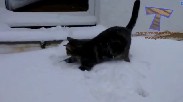 Смешные собаки и коты