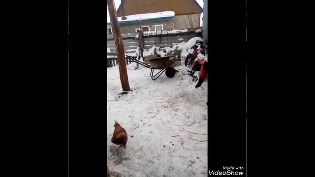 Откорм бычков// симменталы// кормление телят// рацион питания// жом// фураж// нормы добавления//