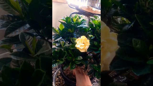 Indoor gardenia and baby tears care