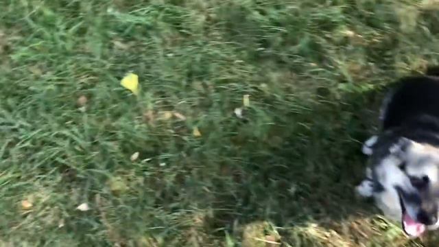 Французский бульдог Мира объединяет