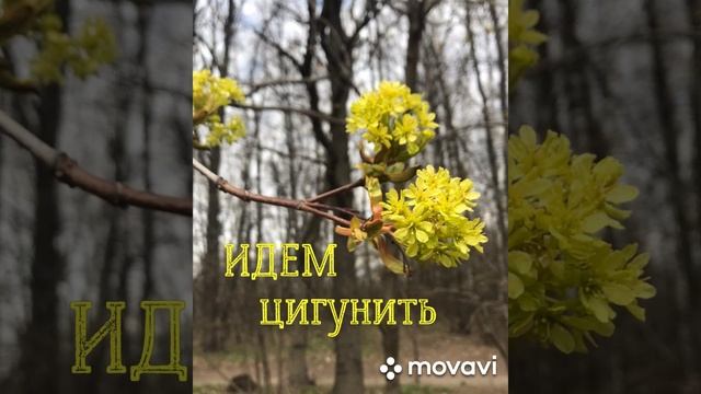 ВЕЛЕСОВ хутор / цигун с Сергеем Капитоновым