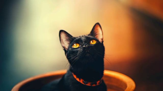 WHICH COLOR OF THE CAT WILL WIN? КАКОЙ ЦВЕТ КОТА ПОБЕДИТ? BLACK CAT. ЧËРНЫЙ КОТ.