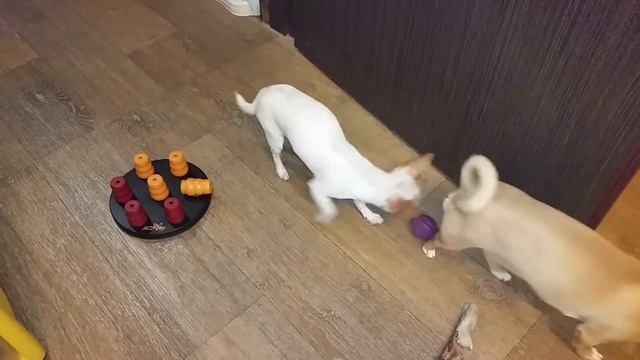 Развивающие игрушки для чихуа.