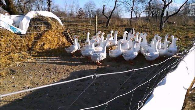 Влог. О гусях и делах текущих
