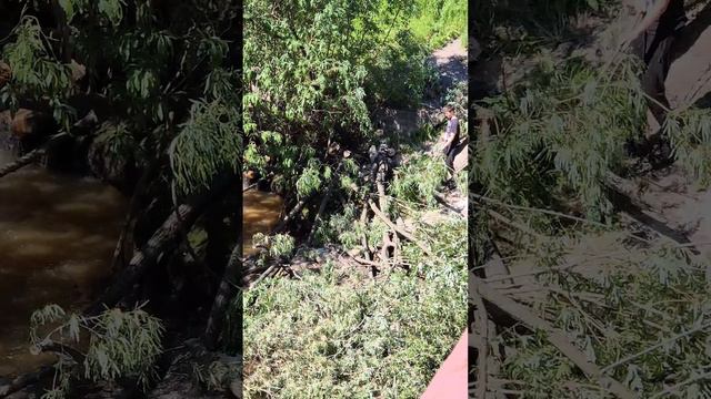 На набережной реки Соломбалки начали валить деревья #соломбала
