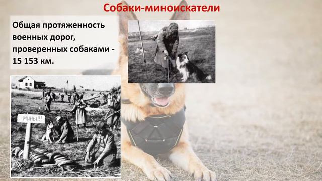 Четвероногие герои