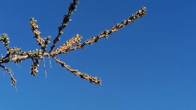 НА ПРОГУЛКУ СТАНОВИСЬ!