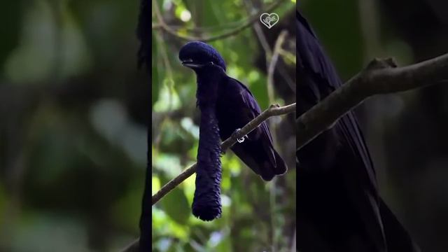 Эквадорская зонтичная птица, или эквадорский головач - птица.