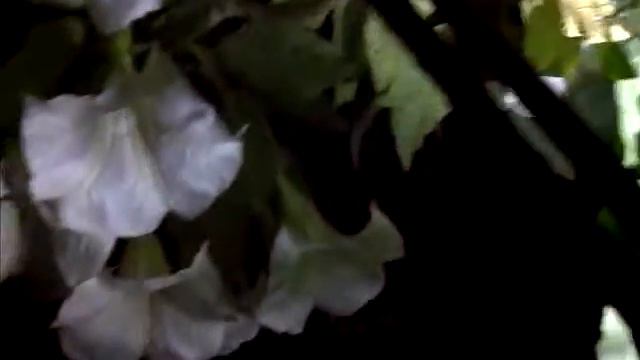 Angels Trumpets April 2012