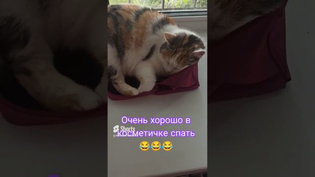 Коробочки нет ,хоть в косметичку да залезла Люсенька🤣🤣🤣.mp4