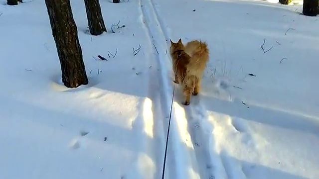 Мейкун на прогулке