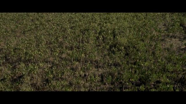 De la végétation à perte de vue ? #Guyane