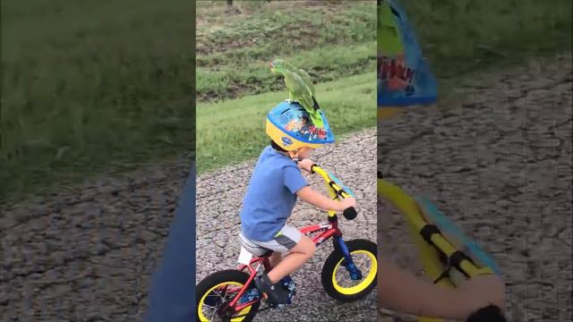 A Boy, a Bird and a Bike   ViralHog