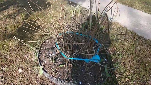 Кот Уголёк гуляет на участке