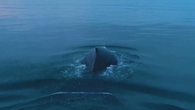Relax. Sounds of the Ocean's underwater world. Sea creatures.Life under water.
