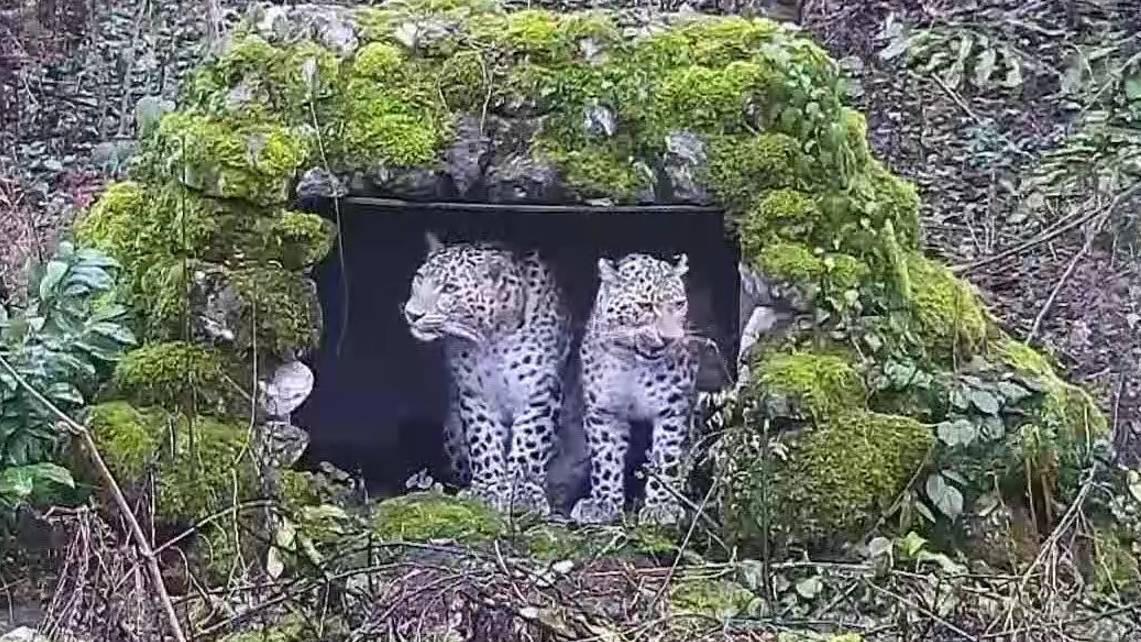 Два переднеазиатских леопарда готовы к выпуску в природу