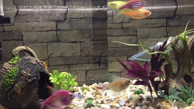 Наш маленький аквариум. Our little aquarium. Данио, тернеции, глофиш
