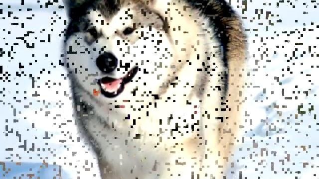 Аляскинский маламут