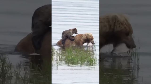 Мама-медведица переносит на спине своего детеныша через воду😍