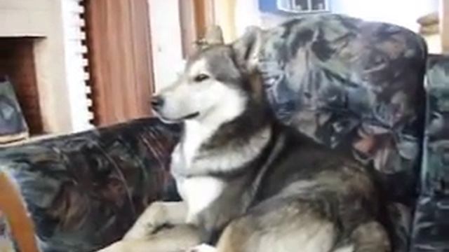 Реакция на вой волков
