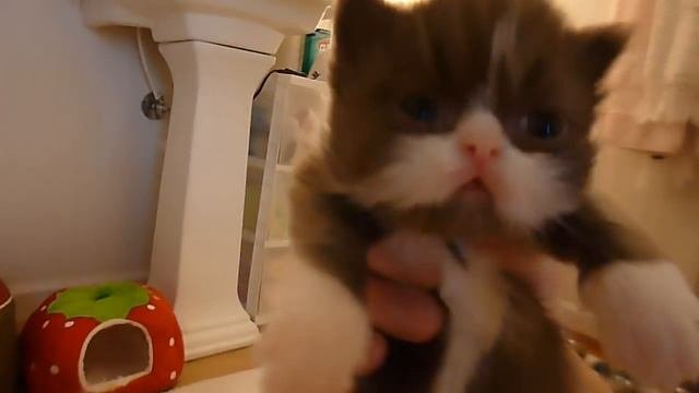 Holly's Rare And Sweet 20 Day Old Chocolate And White Bi-Color Persian Kitten
