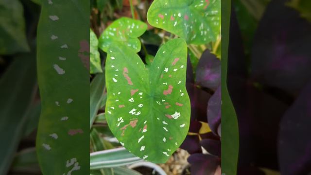 Alocasia, Caladium & Syngonium di Rumah