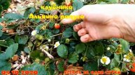05.10.2020 Все проезжают мимо- не понимают, что это бесплатная мульча. Что творят мыши ??. Прогулка