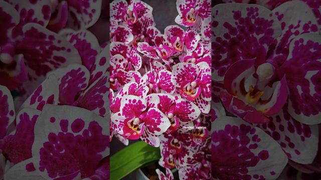 54 цветка у орхидеи Рембрандт! 😱🌸 Постаралась на славу моя девочка! 7 лет в моей коллекции 🩷