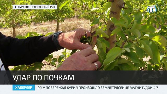 10 агропредприятий пострадали в Крыму из-за заморозков