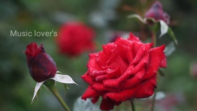 Beautiful Rose flowers// Relaxing music// going to sleep
