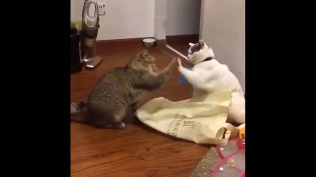 Прикольные Кошки Видео Смотреть Бесплатно - Лучшее Из Смешных Видео С Животными 2022 Года 7
