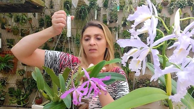 Cattleya Maxima - Floração e Cultivo