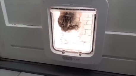 Окно для кота
