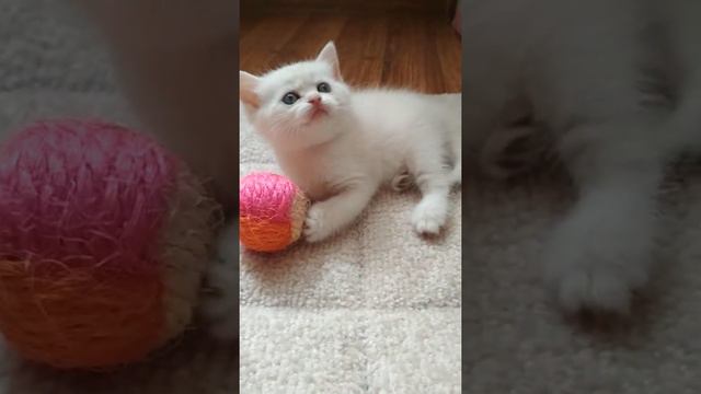 Video 20180726085650814 by videoshow