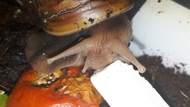 Всё об улитках:Ахатины грызут мел🐌🐚Мел важен для построения крепких раковин