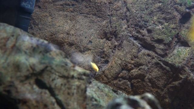 Top 5 Reasons Why Mbuna Cichlids Are Some Of The Best Fish To Keep...