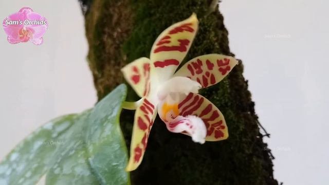 Phalaenopsis sumatrana species orchid