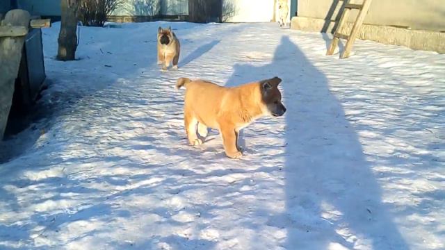 щенки американская акита, ждут вас!!!