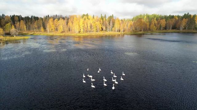 Лебединое озеро, Онежский район, Архангельская область.