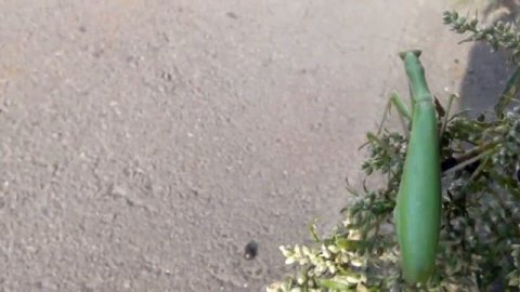 Огромный богомол