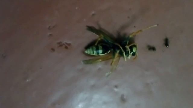 Самый сильный муравей