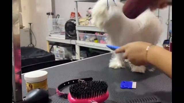 Grooming Coton De Tulear Breed - She's 6 Months Old
