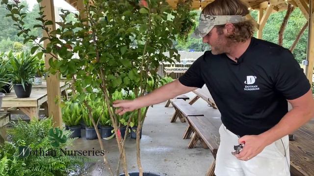 Limbing Up a Crape Myrtle