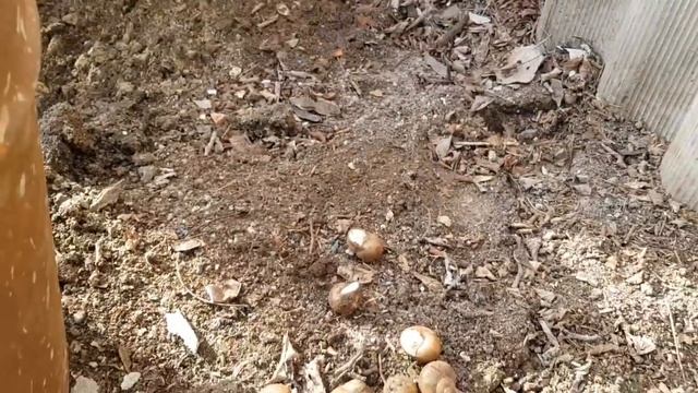 Ейск.? Основа под бетонный пол. Накопали кирпичей)))