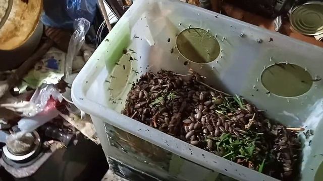 мраморные тараканы месяц без корма и воды.