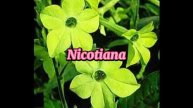 TYPES OF GREEN FLOWERS WITH NAMES/GREEN FLOWERS @margiepulido21