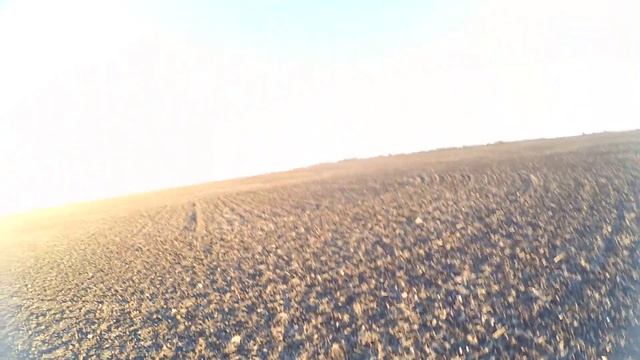 Охота на серую куропатку!Немного налётов!